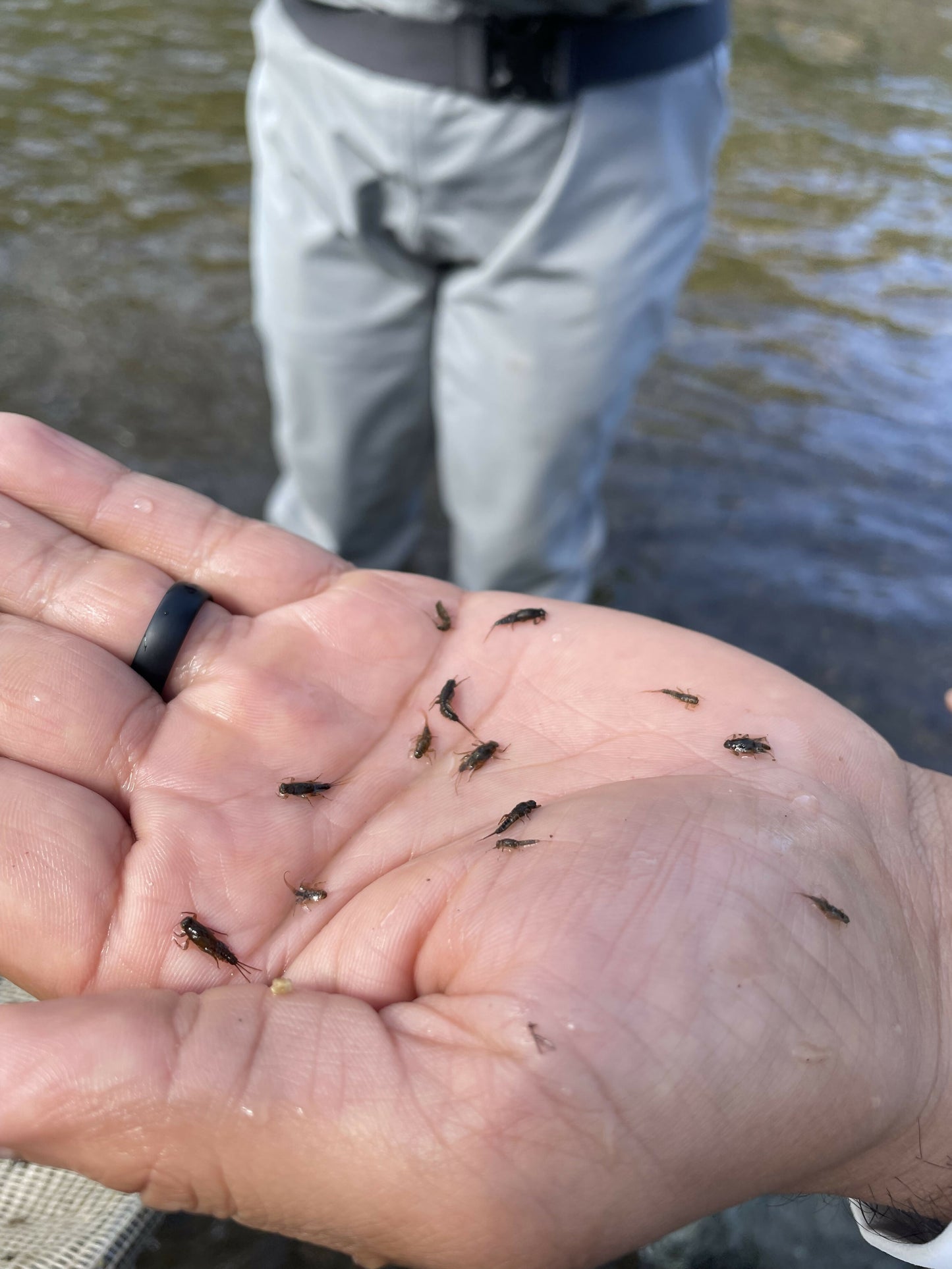 Daysaver May - Pale Morning Dun