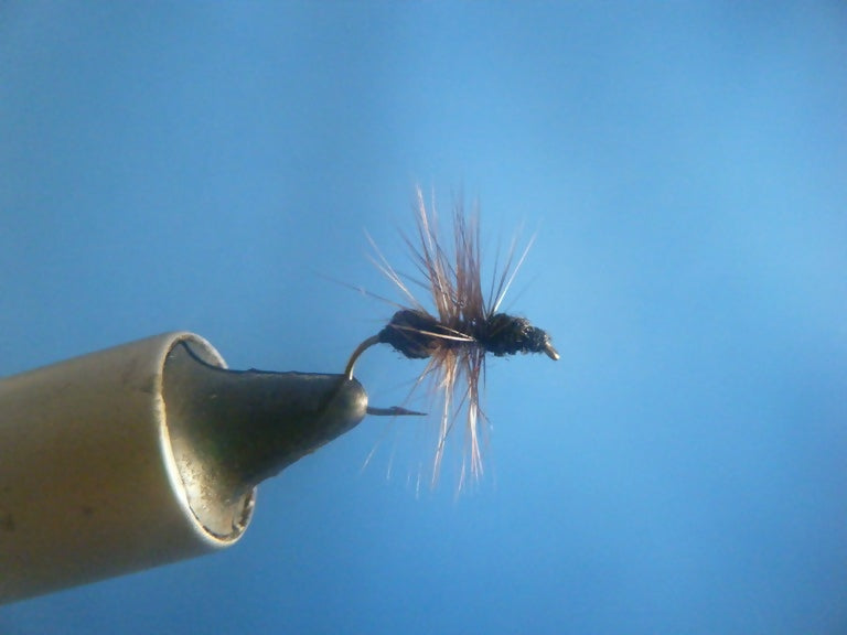 Black Fur Bodied Ant
