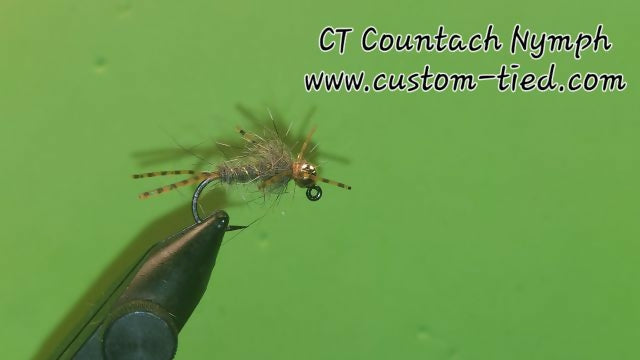 CT Countach Nymph