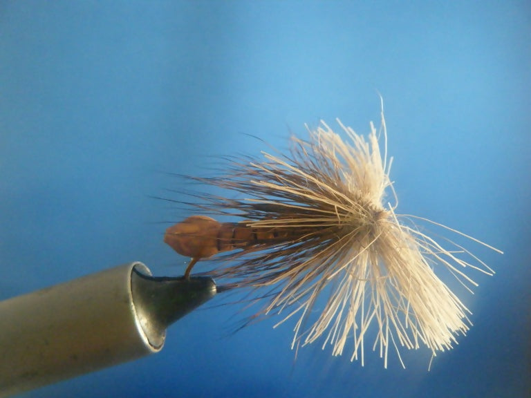 Male Gypsy Moth Size 10