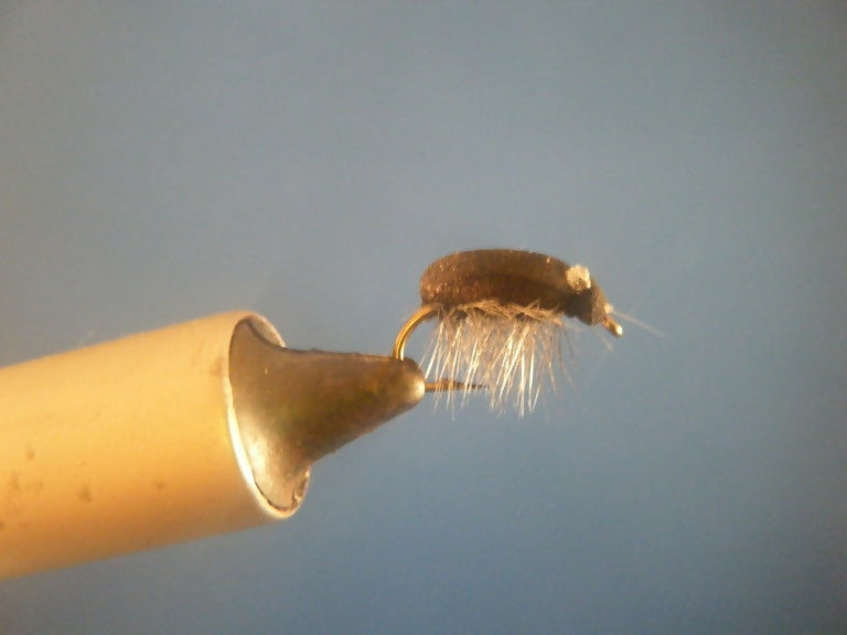 Black Foam Beetle