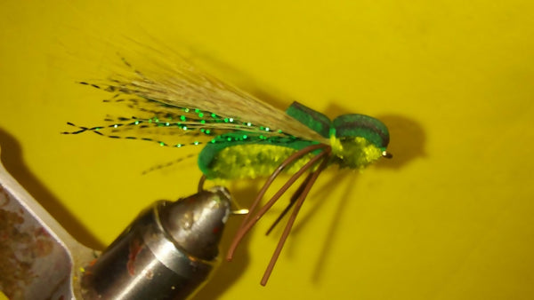 Annual Cicada