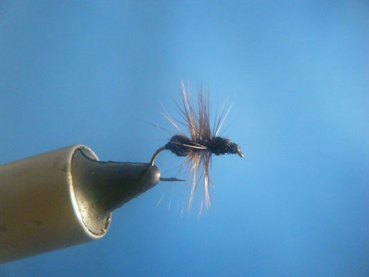 Black Fur Bodied Ant