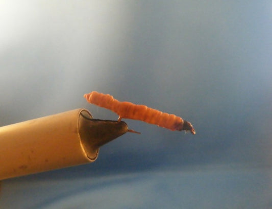 Meal Worm Size 12