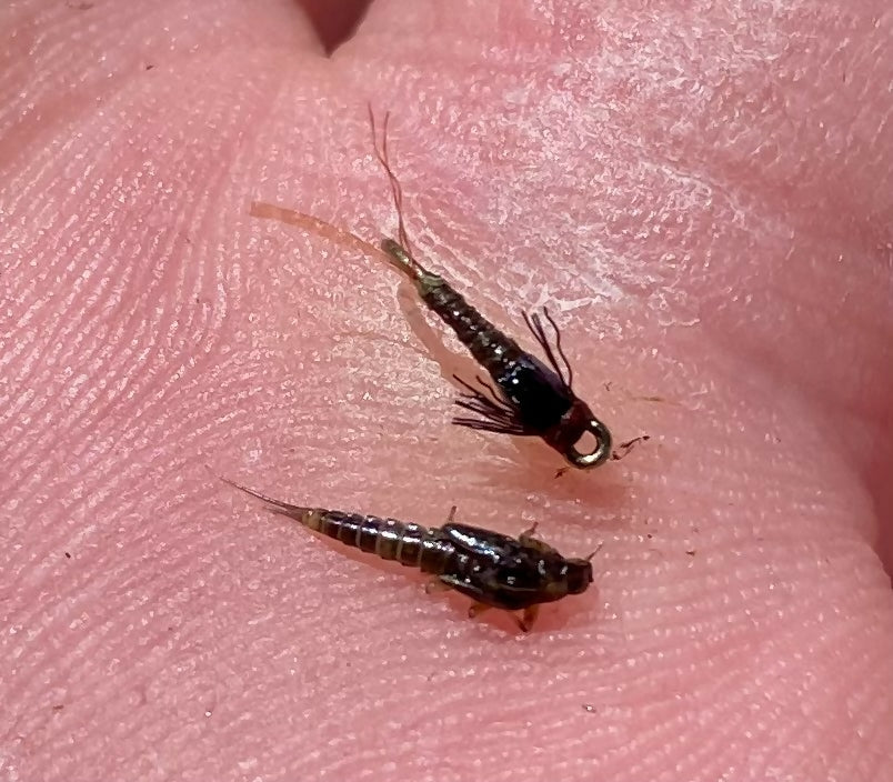 Daysaver May - Blue Wing Olive