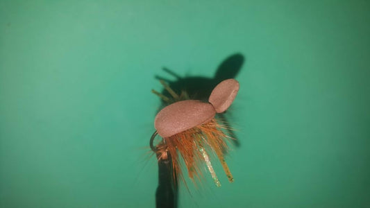Brown Foam Beetle