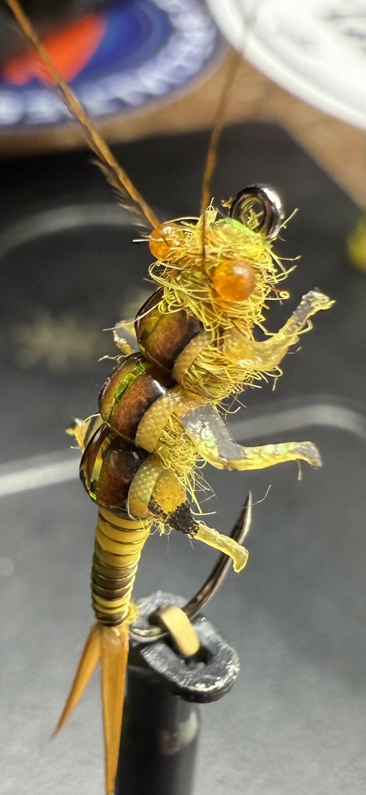 Golden Stone Nymph- Variant 1