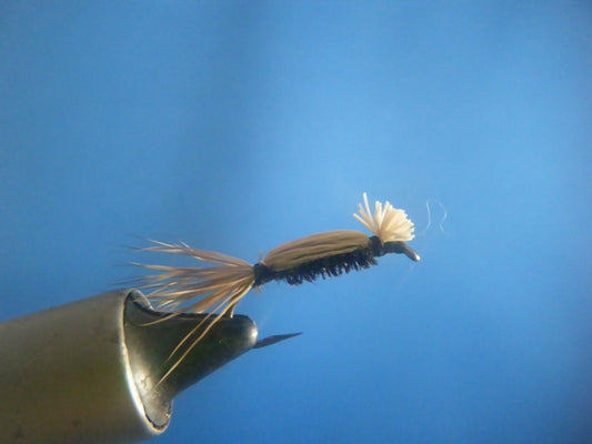 Cooper Bug
