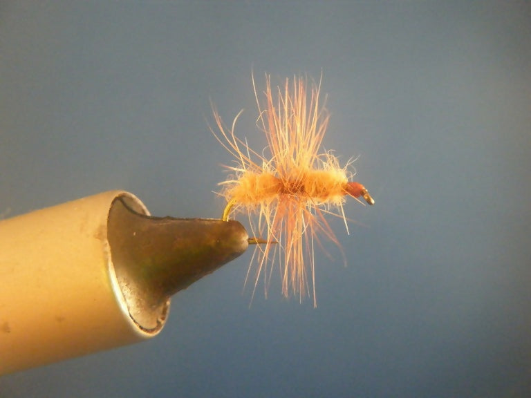 Cinnamon Fur Bodied Ant