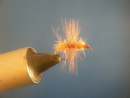Cinnamon Fur Bodied Ant