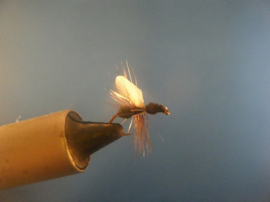 Flying Fur Bodied Black Ant